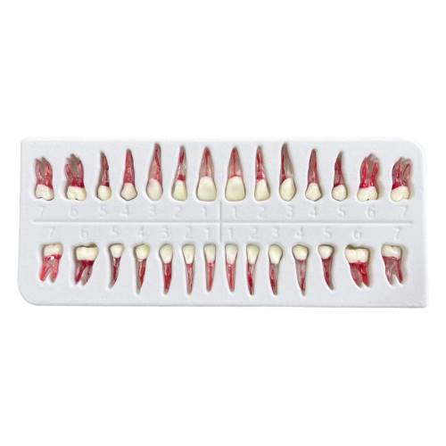 Caja de 28 Piezas Dentarias con Cámara Pulpar
