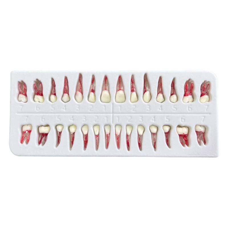 Caja de 28 Piezas Dentarias con Cámara Pulpar
