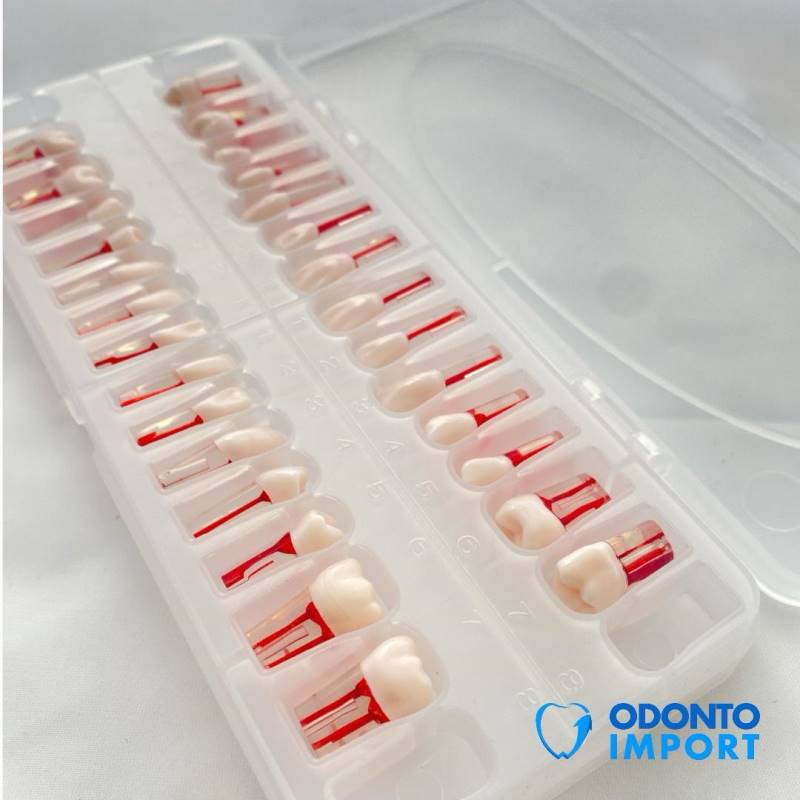 Caja de 28 Piezas Dentarias con Cámara Pulpar