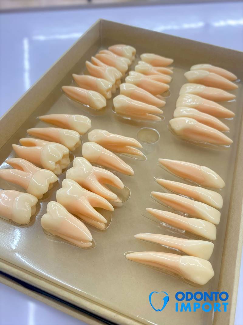 Caja con 32 piezas dentarias para aprender anatomía 